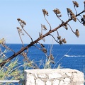 Natura
