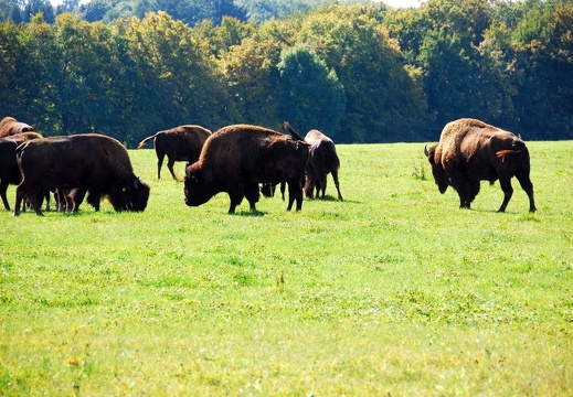 Fête du Bison et Week-End Country à Boncourt - visita a Porrentruy e Saint-Ursanne - display this album Fête du Bison et Week-End Country à Boncourt - visita a Porrentruy e Saint-Ursanne