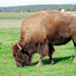 Fête du Bison et Week-End Country à Boncourt  - visita a Porrentruy e Saint-Ursanne