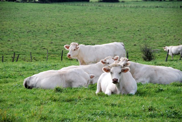 gruppo di mucche charolaises