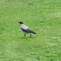 Corvo del Parco Ciani