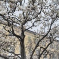 Pianta in fiore in Piazza Riforma