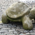 Tartaruga